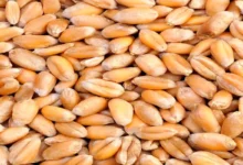 استخوان های فولادی، روده نو و سالمو یک کیسه صفرای دسته اول با مصرف این دانه در یک وعده غذایی