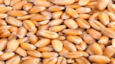 استخوان های فولادی، روده نو و سالمو یک کیسه صفرای دسته اول با مصرف این دانه در یک وعده غذایی