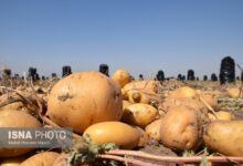 استفاده از پوست سیبزمینی برای حذف سموم و آلایندهها از آب