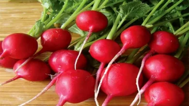 این صیفی همراه وعده ناهار تمام بیماری های بدن را دفع می کند