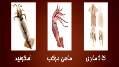 این نوع ماهی حاوی سرشار از پروتئین، انواع ویتامین های E، D، B2 و منیزیم است | توصیه پزشکان برای مصرف آن