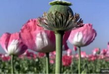 بازی با مرگ و زندگی برای «سود» بیشتر؛ درآمدهای میلیون دلاری افغانستان