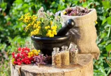 گیاهی زیبا که مسکن طبیعی ، تقویت کننده حافظه و سرشاز از ویتامین C، مس و منگنز است