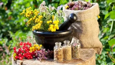 گیاهی زیبا که مسکن طبیعی ، تقویت کننده حافظه و سرشاز از ویتامین C، مس و منگنز است