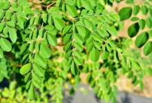 این گیاه سرشار از ویتامین C ، کلسیم، پروتئین، آهن و اسیدهای آمینه درمان درد مفاصل، سلامت قلب و سرطان است