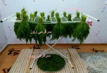 تمام عمر اشتباهی سبزی خشک می کردیم | روش درست خشک کردن سبزی در یک چشم بهم زدن