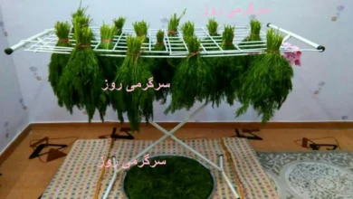 تمام عمر اشتباهی سبزی خشک می کردیم | روش درست خشک کردن سبزی در یک چشم بهم زدن