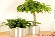 داشتن یکی از این گیاهان در خانه کلی ثروت و خوش شانسی میاره