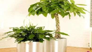 داشتن یکی از این گیاهان در خانه کلی ثروت و خوش شانسی میاره